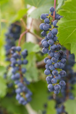 Yeşil asma ile üzüm demet sepet içinde tahta masada bırakır. 