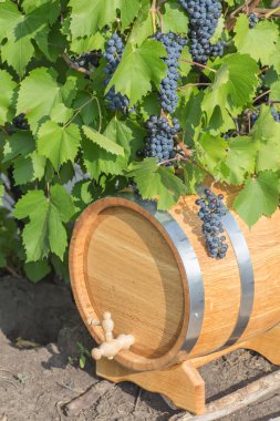 görüntü bir varil üzerinde üzüm 