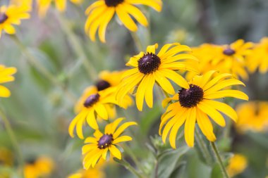 Parlak sarı rudbeckia ya da Siyah Gözlü Susan çiçekleri