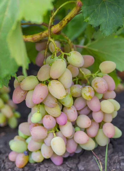 Ramo de uvas con hojas de vid verde en canasta sobre mesa de madera —  Fotos de Stock