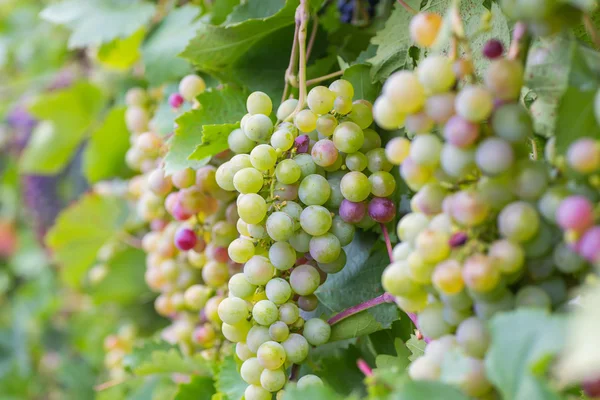 Grappolo d'uva con foglie di vite verde in cesto su tavolo di legno — Foto Stock