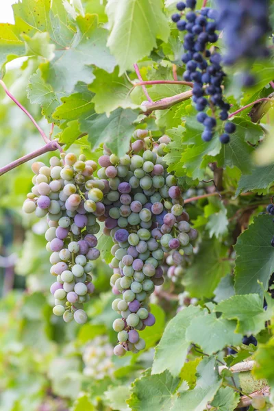 Bunch of grapes with green vine leaves in basket on wooden table — Stock Photo, Image