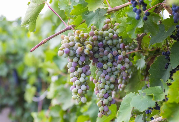 Bunch of grapes with green vine leaves in basket on wooden table — Stock Photo, Image