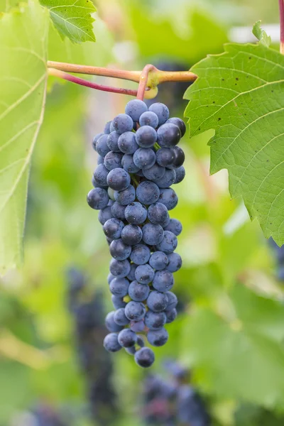 Kiść winogron z winorośli zielonej liście w kosz na drewnianym stole — Zdjęcie stockowe