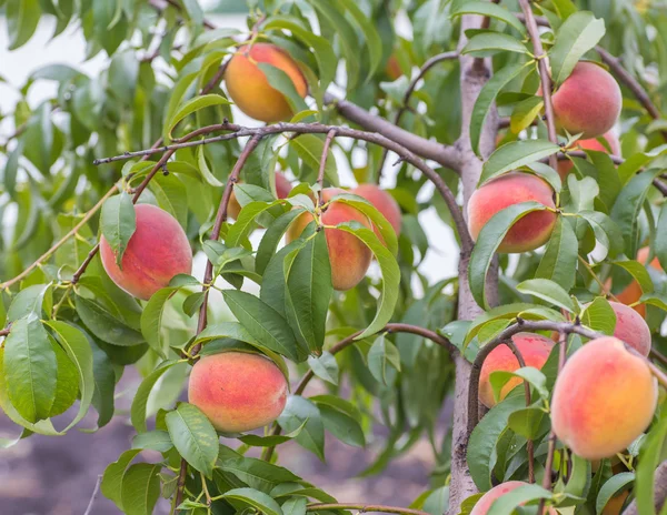 Peach tree with fruits growing — Stock Photo, Image