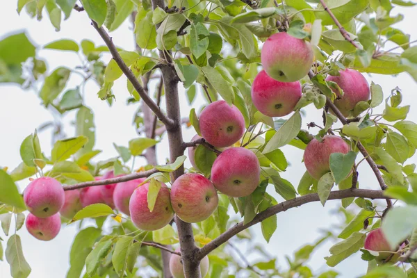 Ripe apples hanging on a branch — Stock Photo, Image