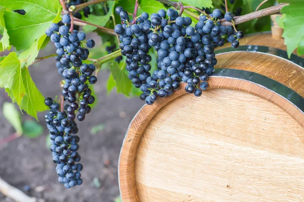 Imagen de las uvas en un barril — Foto de Stock
