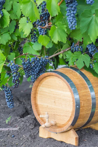 Afbeelding van druiven op een vat — Stockfoto