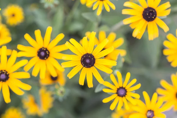 Leuchtend gelbe Rudbeckia oder Black Eyed Susan Blüten — Stockfoto