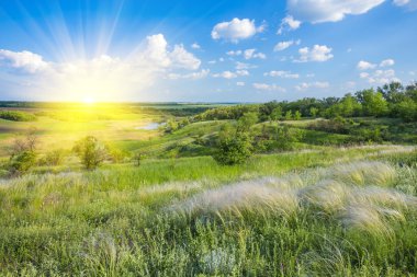 mavi gökyüzünün altında tüy çim alan