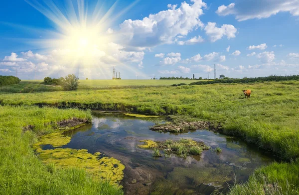 Zelená tráva, řeka, mraky a krávy — Stock fotografie