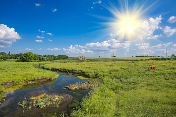 Zelená tráva, řeka, mraky a krávy — Stock fotografie