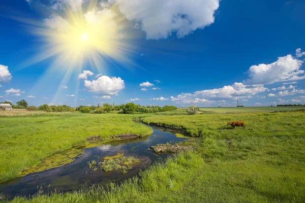 Zelená tráva, řeka, mraky a krávy — Stock fotografie