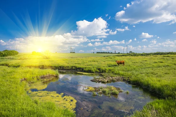 Grönt gräs, floden, moln och kor — Stockfoto