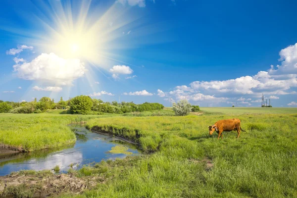 Grünes Gras, Fluss, Wolken und Kühe — Stockfoto