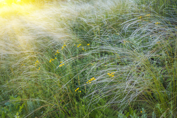 поле травы под синим небом

