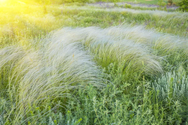 Поле травы под синим небом — стоковое фото