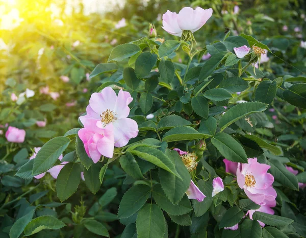 로즈의 꽃 — 스톡 사진