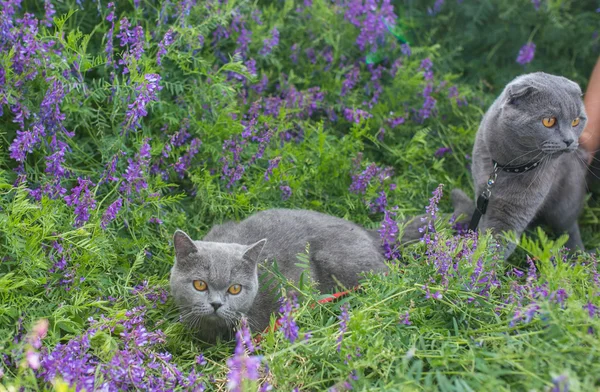 Graue britische Katze im Gras — Stockfoto