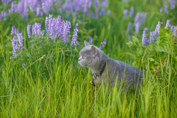 Chat britannique gris dans l'herbe — Photo