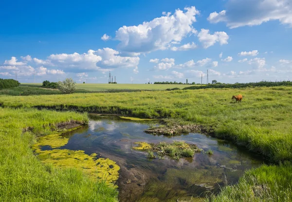 Erba verde, fiume, nuvole e mucche — Foto Stock