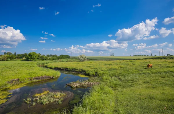 Zelená tráva, řeka, mraky a krávy — Stock fotografie