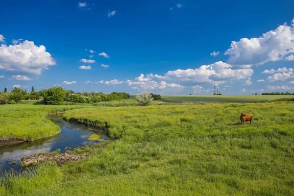 Zelená tráva, řeka, mraky a krávy — Stock fotografie