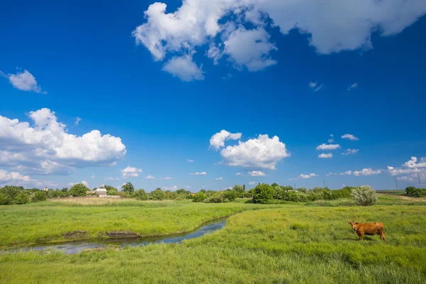 Zelená tráva, řeka, mraky a krávy — Stock fotografie