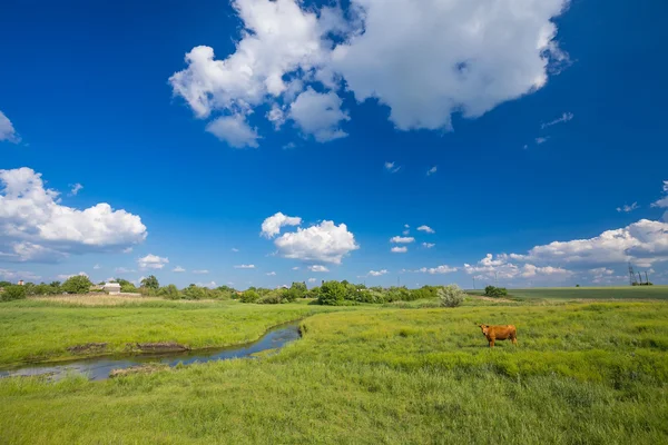 Зеленая трава, река, облака и коровы — стоковое фото