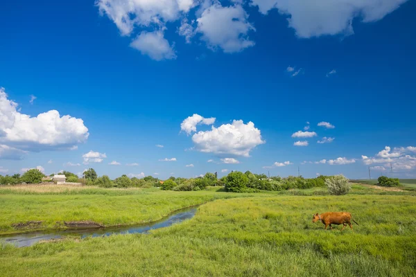 Hierba verde, río, nubes y vacas —  Fotos de Stock