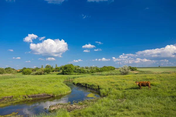 Zelená tráva, řeka, mraky a krávy — Stock fotografie