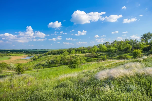 Field of feather grass under the blue sky — Stock Photo, Image