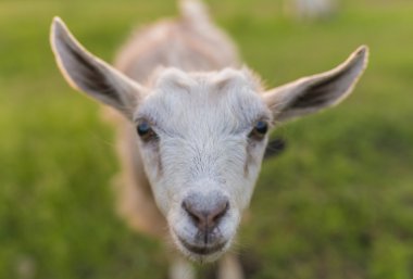 Çayır üzerinde bir çim yeme keçi portresi