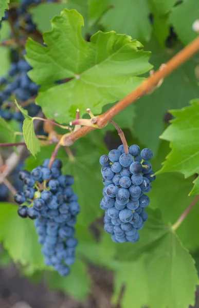 Ramo de uvas con hojas de vid verde en canasta sobre mesa de madera — Foto de Stock