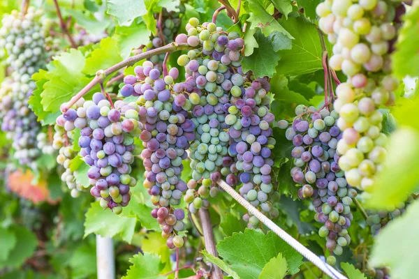 Ramo de uvas con hojas de vid verde en canasta sobre mesa de madera —  Fotos de Stock