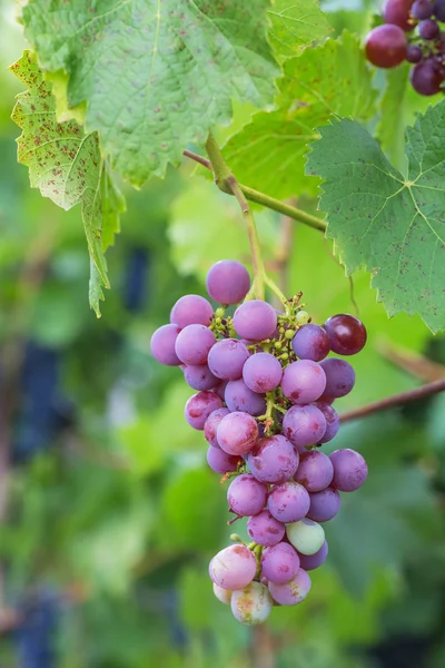 Kiść winogron z winorośli zielonej liście w kosz na drewnianym stole — Zdjęcie stockowe