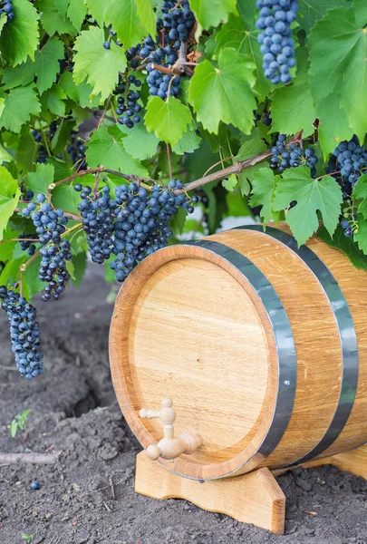 Изображение винограда на бочке — стоковое фото