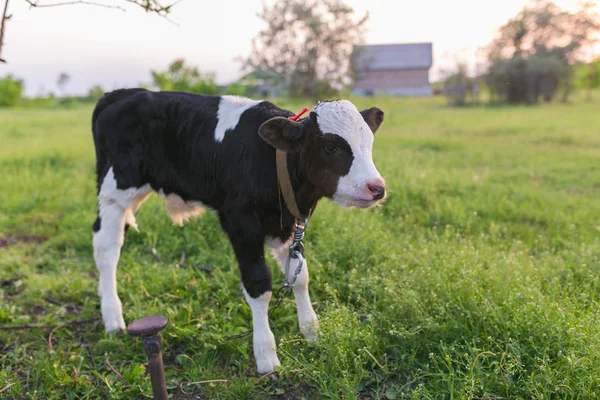 Pretty little calf standing alone — Stock Photo, Image