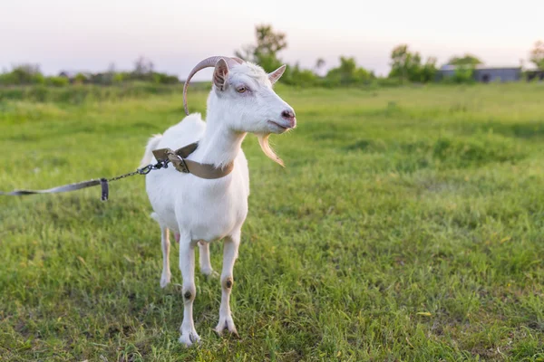 Portret van geit eten een gras op weide — Stockfoto