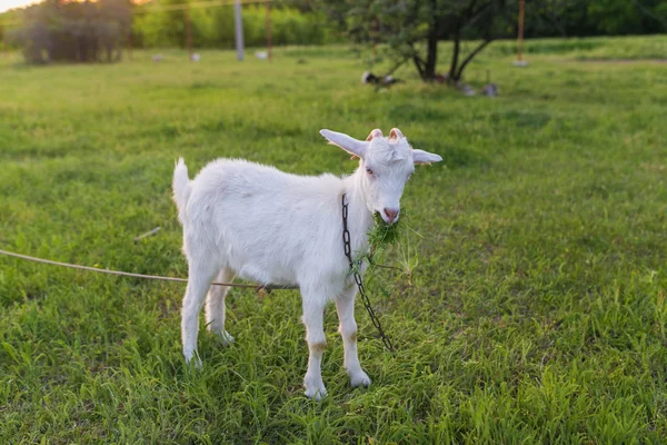 Портрет козы, поедающей траву на лугу — стоковое фото