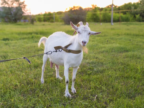 Portret van geit eten een gras op weide — Stockfoto