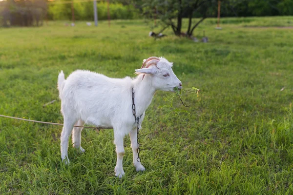 Portrait of goat eating a grass on meadow — Stock Photo, Image