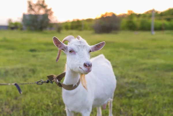 Portrait of goat eating a grass on meadow — Stock Photo, Image