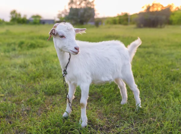 Портрет козы, поедающей траву на лугу — стоковое фото