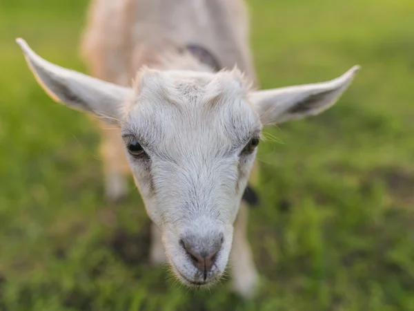 Porträtt av geten äta en gräs på äng — Stockfoto