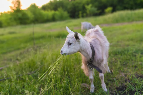Çayır üzerinde bir çim yeme bir keçi portresi — Stok fotoğraf