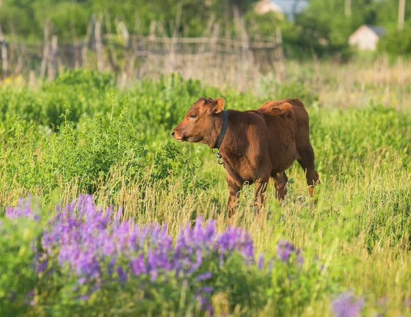 Ziemlich kleines Kalb, das allein steht — Stockfoto