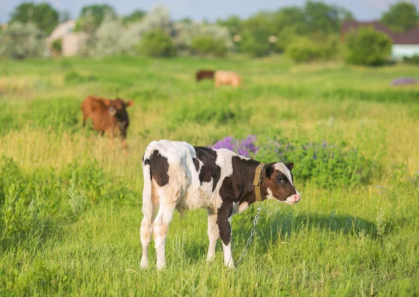 Ziemlich kleines Kalb, das allein steht — Stockfoto