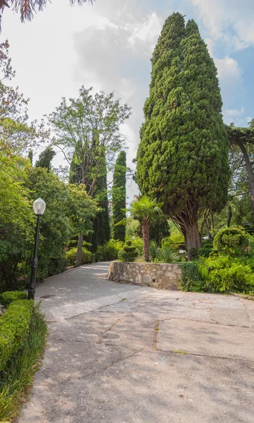 Beautiful garden with hedges — Stock Photo, Image