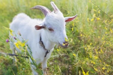 Çayır üzerinde bir çim yeme keçi portresi